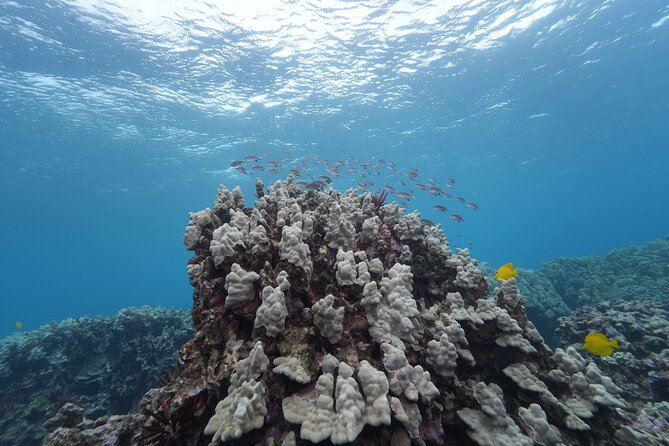 Maui: Molokini and Turtles Luxury Yacht Snorkel - The boat’s best features are practical ones