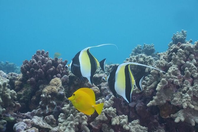 Maui: Molokini and Turtles Luxury Yacht Snorkel - Who should book this Maui snorkeling trip?
