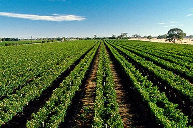 McLaren Vale Private Luxury Wine Tour - Full Day - Who will get the most from this day