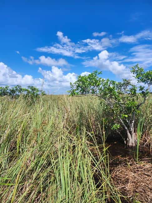 Miami: Everglades Airboat Eco Tour w/ Luxury Transportation - Key points to know before booking