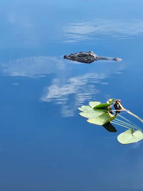 Miami: Everglades Airboat Eco Tour w/ Luxury Transportation - The open-air airboat ride