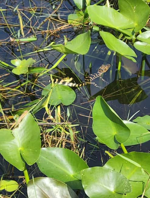 Miami: Everglades Airboat Eco Tour w/ Luxury Transportation - Wildlife without guaranteed sightings