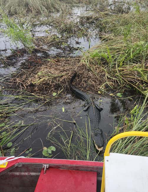 Miami: Everglades Airboat Eco Tour w/ Luxury Transportation - What the four-hour schedule really feels like