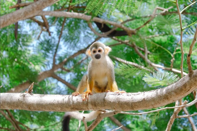 Monkey House VIP Experience with 4 species of monkeys, Punta Cana - Four monkey species, one hands-on visit