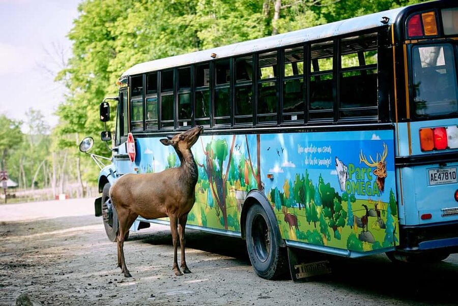 Montebello, QC: Morning VIP Tour at Parc Oméga - Feeding stops give you the closest encounters