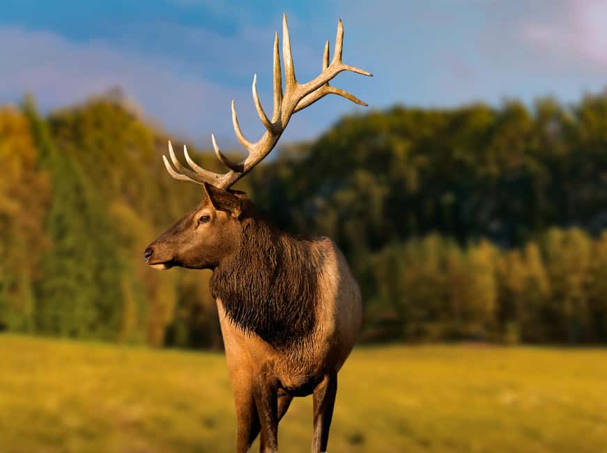 Montebello, QC: Morning VIP Tour at Parc Oméga - Price and what the $77 includes