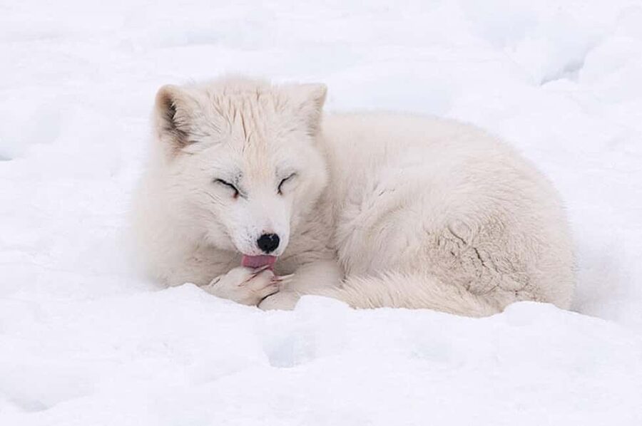 Montebello, QC: Morning VIP Tour at Parc Oméga - Languages, cancellation, and meeting details