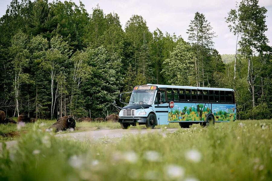 Montebello, QC: Morning VIP Tour at Parc Oméga - A school bus route through North American wildlife