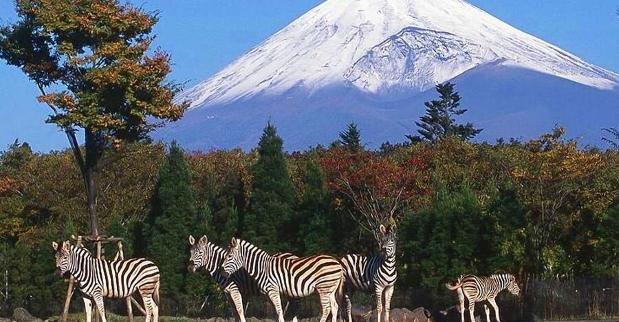 Mt Fuji : Private 10-Hour Luxury Tour by Exclusive Car - Lake Kawaguchiko and the Fuji Five Lakes view