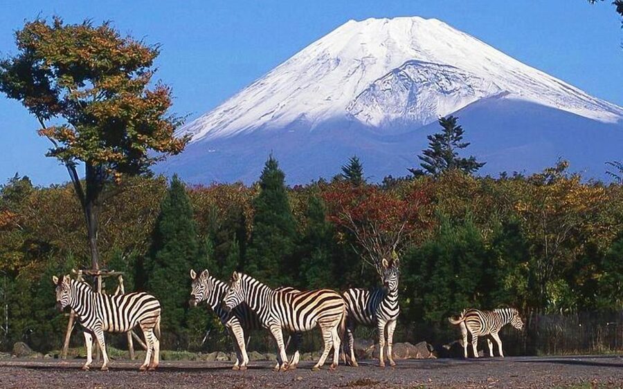 Mt Fuji : Private 10-Hour Luxury Tour by Exclusive Car - The long ride from Tokyo to the Fuji region