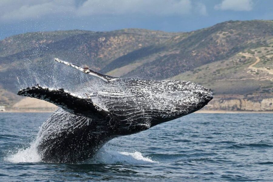 Newport Beach: Luxury Whale Watching Catamaran Cruise - Key points to know before you book