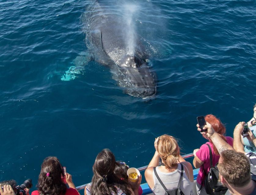 Newport Beach: Luxury Whale Watching Catamaran Cruise - A 150-minute search for wild whales and dolphins
