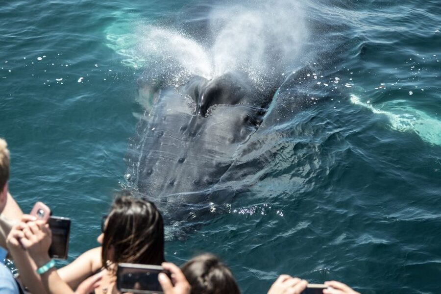 Newport Beach: Luxury Whale Watching Catamaran Cruise - What the 50-foot catamaran changes