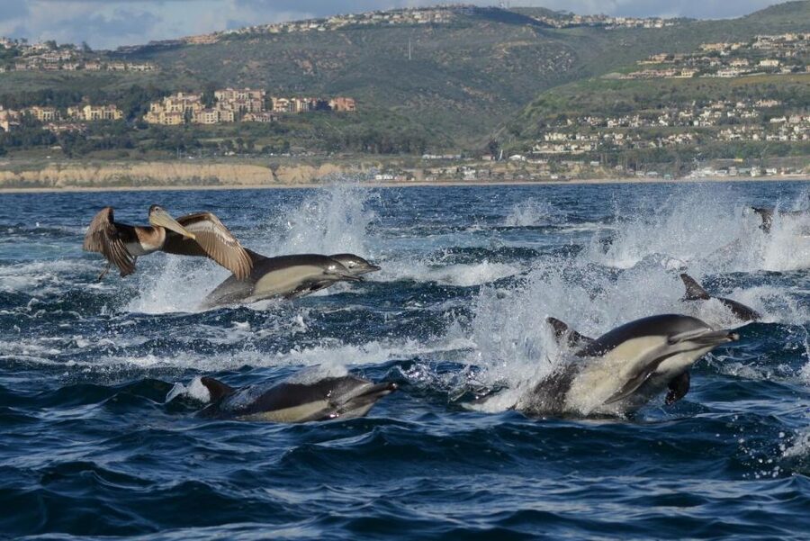 Newport Beach: Luxury Whale Watching Catamaran Cruise - Following the route from Balboa Island to The Wedge
