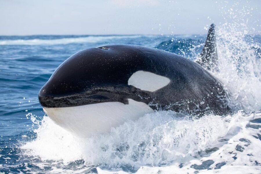 Newport Beach: Luxury Whale Watching Catamaran Cruise - Is $58 a fair price?
