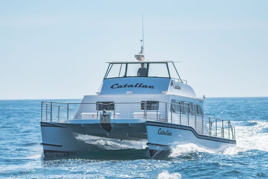 Newport Beach: Luxury Whale Watching Catamaran Cruise - Who should book this cruise?