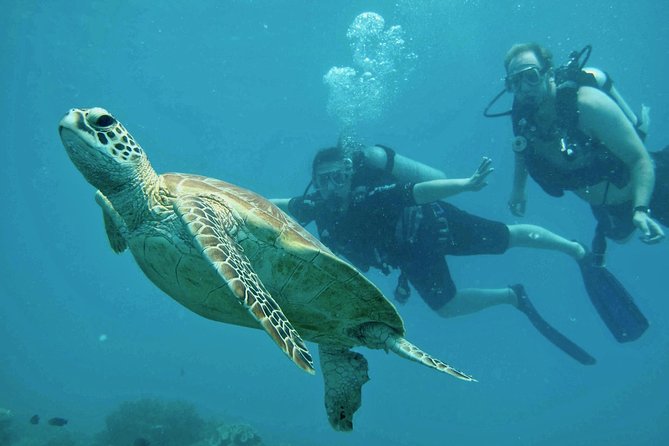 Ocean Freedom Great Barrier Reef Luxury Snorkel and Dive Cruise - The food service is better than basic boat catering