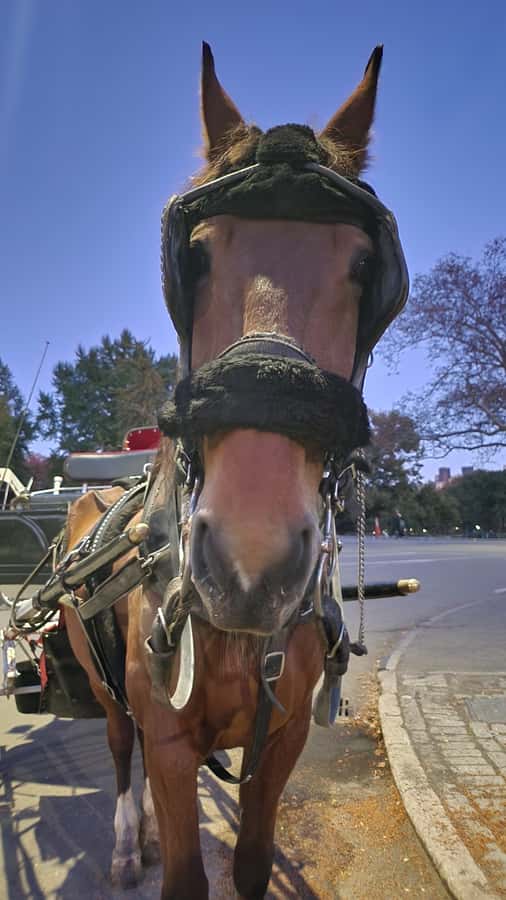 Official Exclusive VIP Horse Carriage Ride in Central Park - Who will enjoy this most?