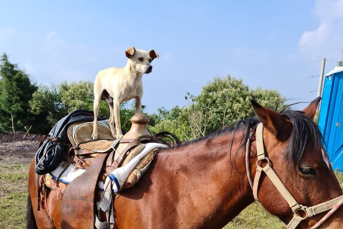 Pacaya Volcano Luxury Sunset Horseback Riding Tour/ Dinner Cooked by-Lava Chef - Is $335 a good value?