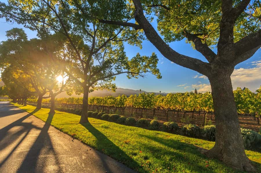 Perth VIP Swan Valley Wine Tour - Premium Small Group Tour - Why a 10-person group changes the Swan Valley day