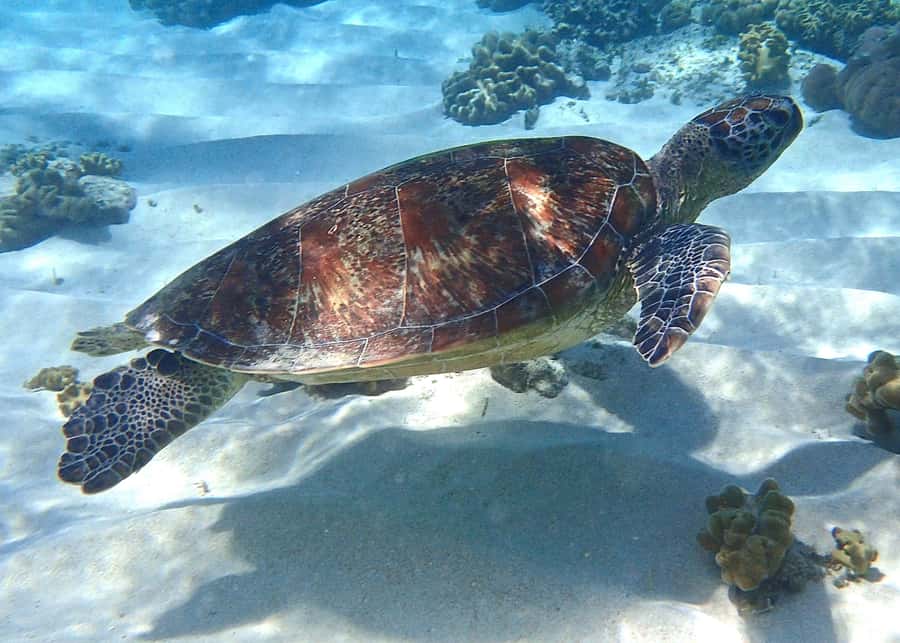 Port Douglas: Low Isles Afternoon Cruise on Luxury Catamaran - Key points to know before booking