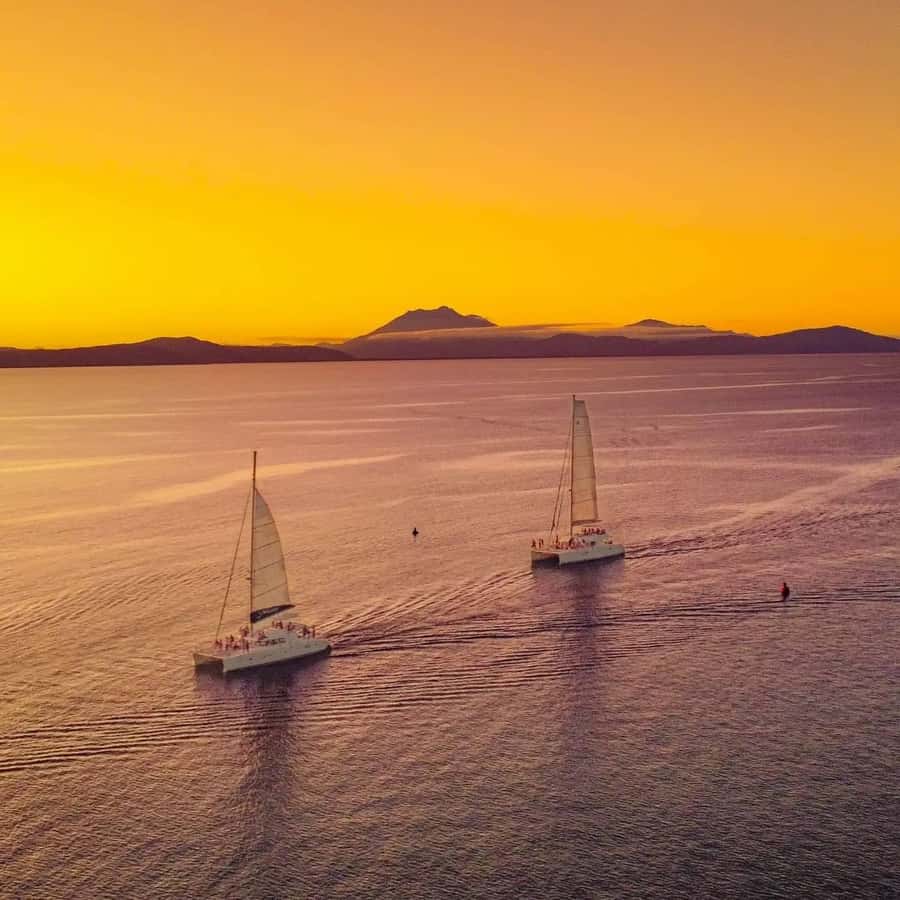 Port Douglas: Low Isles Afternoon Cruise on Luxury Catamaran - Afternoon tea, homemade scones, and canapés