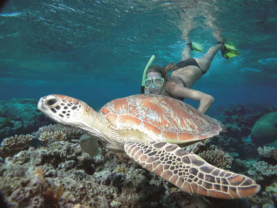 Port Douglas: Reef & Low Isles Cruise on Luxury Catamaran - Lunch, tea, and the value of the $240 price