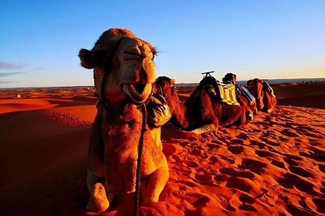 Private 3 Day Luxury Desert Tour from Fez to Marrakech - Day two: a desert morning before Todra Gorge