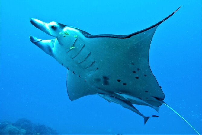 Private 4 Hours Reef Discovery Luxury Private Treasure Hunt in Bora Bora - Stop three: manta rays and the larger lagoon