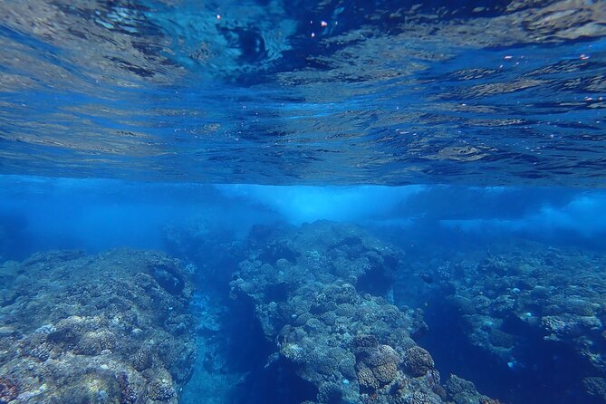 Private 4 Hours Reef Discovery Luxury Private Treasure Hunt in Bora Bora - The 9:00 a.m. start and private boat setup