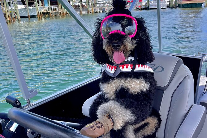 Private Chartered Luxury Pontoon Boat in Destin-Up to 6 Guests - Why Crab Island works so well for a group