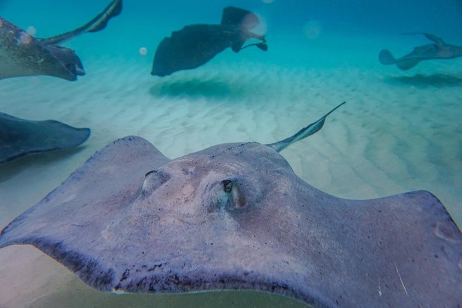 Private, luxury, custom charters to Stingray City, Snorkeling & More - Bio Bay after dark