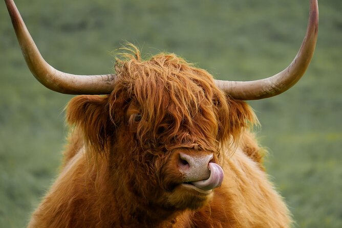 Private Luxury Mini Highlands Tour From Edinburgh - Braveheart - Kilmahog and the Highland cows