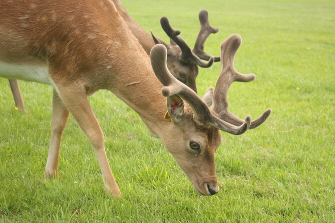 Private Luxury Tour of Dublin - Phoenix Park gives you room to breathe