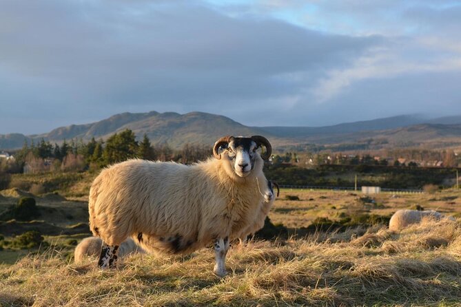 Private Luxury Tour of Loch Lomond, Glencoe & The Highlands - Why a private guide changes the day