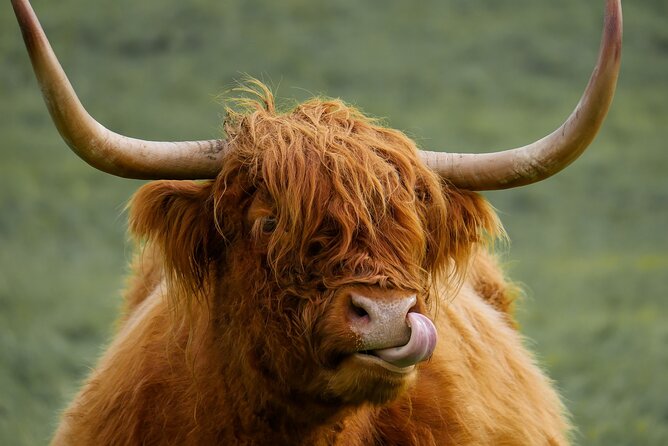 Private Luxury Tour of Loch Lomond, Glencoe & The Highlands - The Forth Bridges and the Kelpies