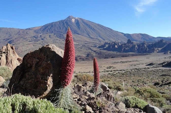 Private VIP Tour Tenerife Magic Circle - El Drago Milenario and the island’s oldest trees