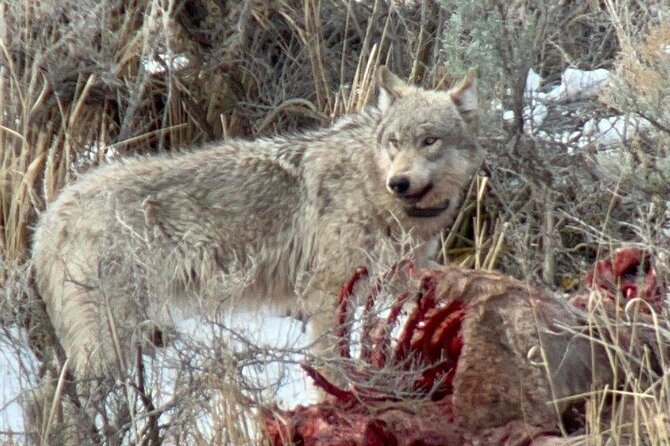 Private/VIP Wildlife Winter Safari of Yellowstone - Why winter works so well for a Yellowstone safari