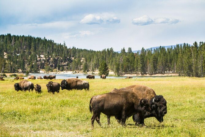 Private/VIP Wildlife Winter Safari of Yellowstone - Lamar Valley: about six hours of wildlife watching