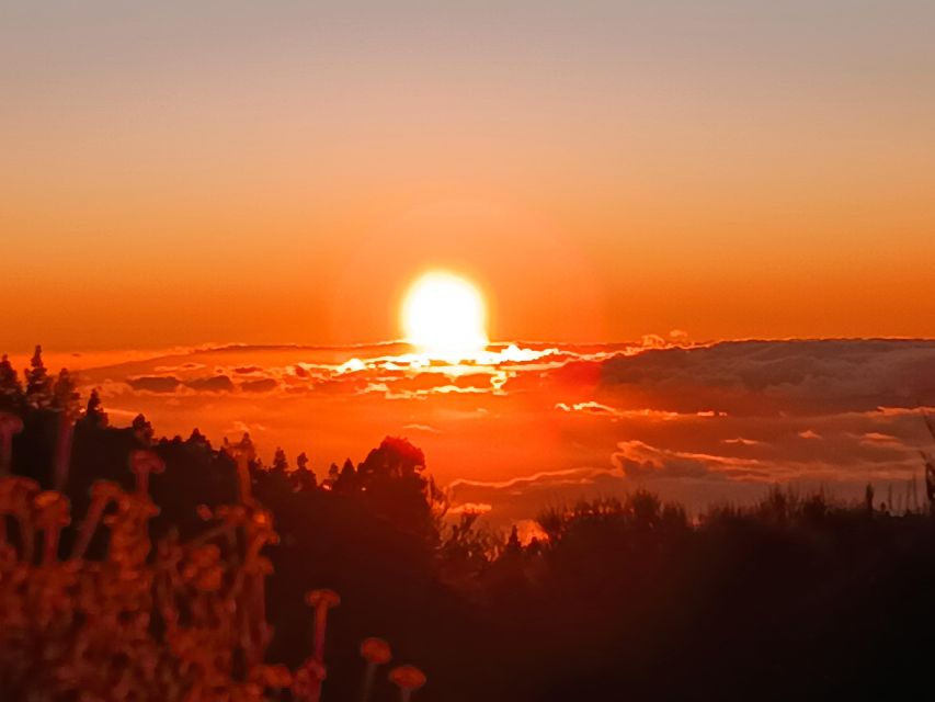 Puerto Cruz: VIP Teide Sunset & Stars, Guachiche Lunch+Cava - The road to Teide changes the scenery fast
