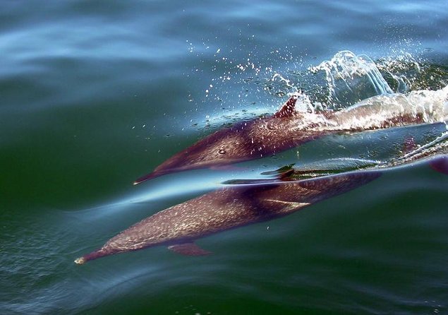 Puerto Vallarta, Luxury Sunset Sailing - Key points at a glance