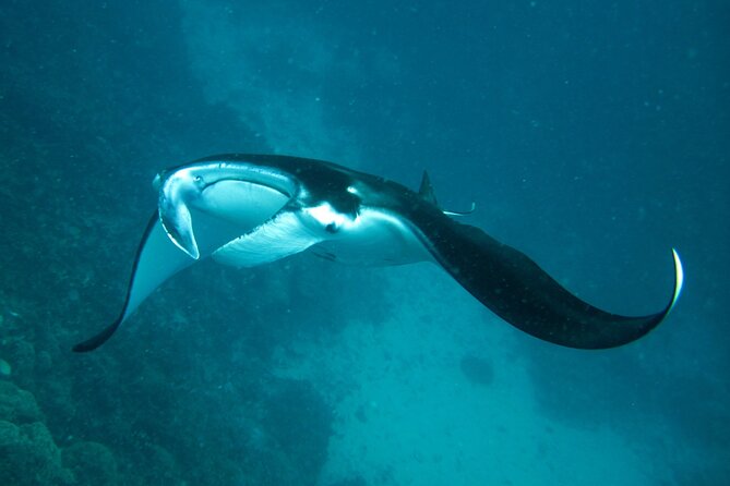 Reef Discovery Luxury Private Snorkeling Lagoon Tour - Why a private lagoon boat changes the experience
