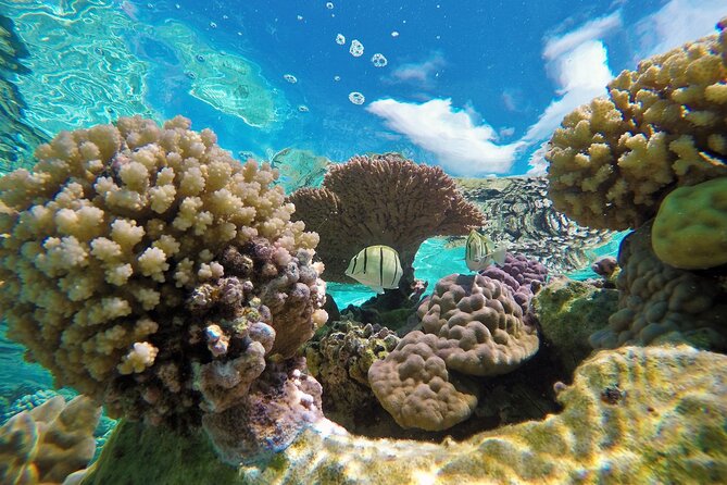 Reef Discovery Luxury Private Snorkeling Lagoon Tour - Snacks, water, and the useful little comforts