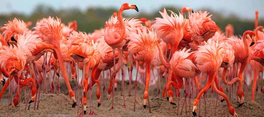 Rio Lagartos and Las Coloradas: Safari Flamingo Luxury - A private boat through Río Lagartos mangroves