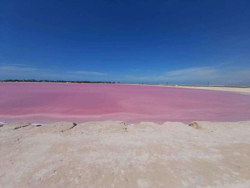 Rio Lagartos and Las Coloradas: Safari Flamingo Luxury - Flamingos in their natural setting