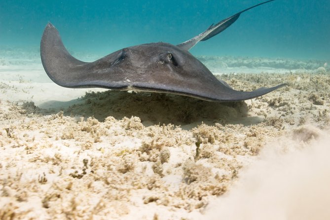 Riviera Maya Luxury Snorkeling Cruise with Lunch and Drinks - Lunch is light, not gourmet