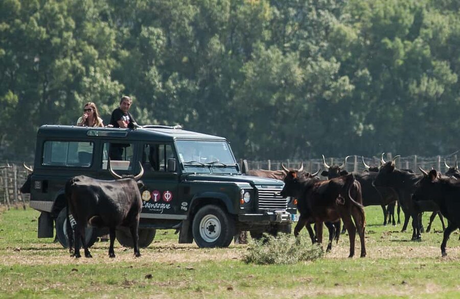 Safari 4x4 in Camargue / VIP Tour 3h30 / Grau du Roi - Key points at a glance