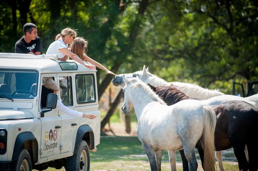 Safari 4x4 in Camargue / VIP Tour 3h30 / Grau du Roi - Flamingos, coypu, bulls, and horses