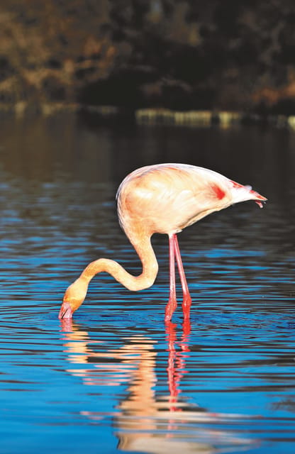 Safari 4x4 in Camargue / VIP Tour 3h30 / Grau du Roi - What the private format really gives you