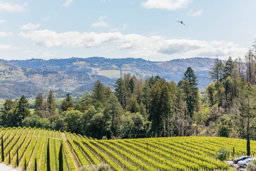 San Francisco: Luxury Small-Group Wine Tour of Napa Valley - The final Golden Gate Bridge view